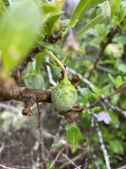 Solanum guineense