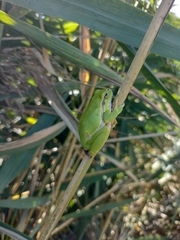 Hyla arborea