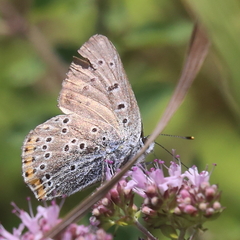 Lycaena