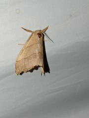 Falcaria lacertinaria