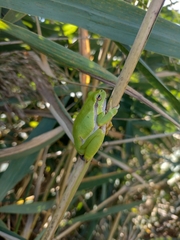 Hyla arborea