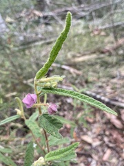 Seringia corollata