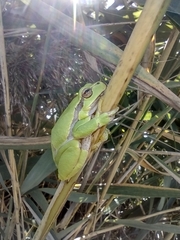 Hyla arborea