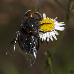 Copestylum scutellatum