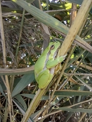 Hyla arborea