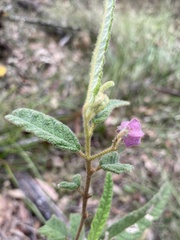 Seringia corollata