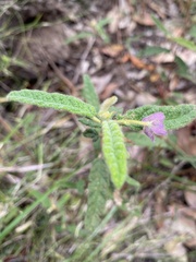 Seringia corollata