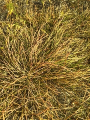Ephedra monosperma