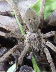 Mituliodon tarantulinus