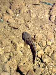 Cottus cognatus