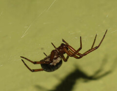 Steatoda nobilis