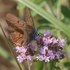Lycaena alciphron
