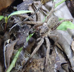 Mituliodon tarantulinus