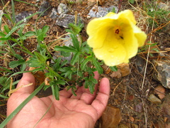 Hibiscus coulteri