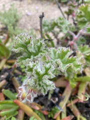 Pelargonium capitatum