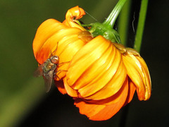 Lucilia