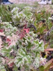 Pelargonium capitatum