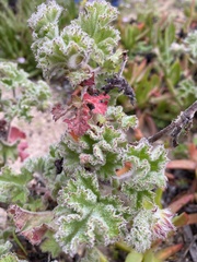 Pelargonium capitatum