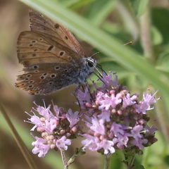 Lycaena alciphron