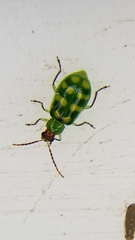 Diabrotica balteata