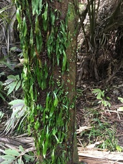 Loxogramme dictyopteris