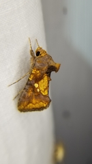 Argyrogramma verruca