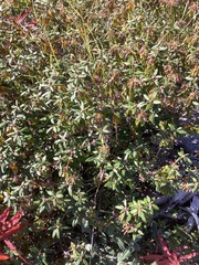 Rhododendron columbianum