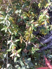 Rhododendron columbianum