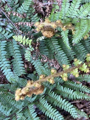 Polystichum proliferum