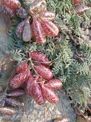 Astragalus whitneyi