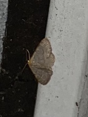 Leptostales pannaria