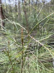 Allocasuarina littoralis