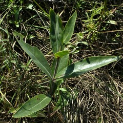 Penstemon cobaea