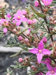 Boronia amabilis
