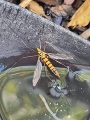 Nephrotoma australasiae