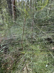 Allocasuarina littoralis