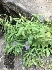Canadanthus modestus