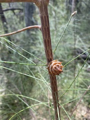 Allocasuarina littoralis