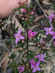 Boronia amabilis