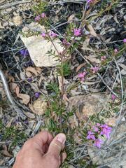 Boronia amabilis
