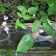 Desmodium perplexum