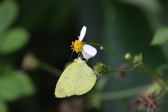 Eurema hecabe