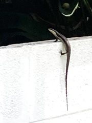 Eutropis longicaudata