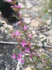 Boronia amabilis