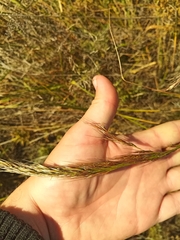 Achnatherum sibiricum