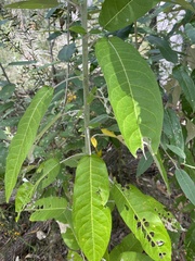 Astrotricha latifolia