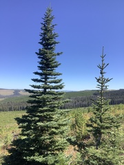 Abies lasiocarpa