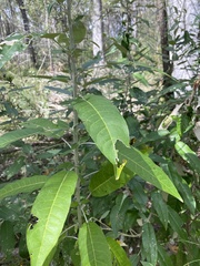 Astrotricha latifolia
