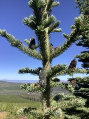 Abies lasiocarpa