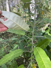Astrotricha latifolia